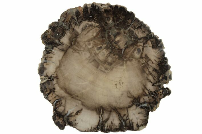 9.9" Triassic, Petrified Wood (Araucaria) Round - Madagascar 